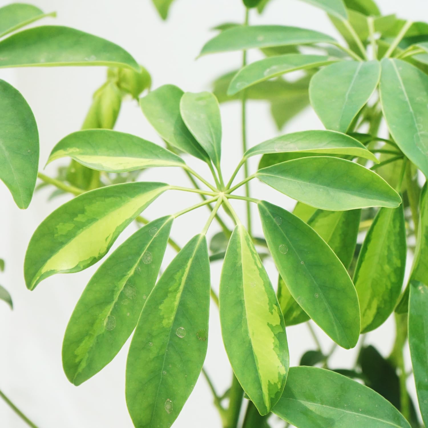 Amazon.co.jp: 観葉植物 シェフレラ ホンコンカポック 7号 1鉢 鉢皿